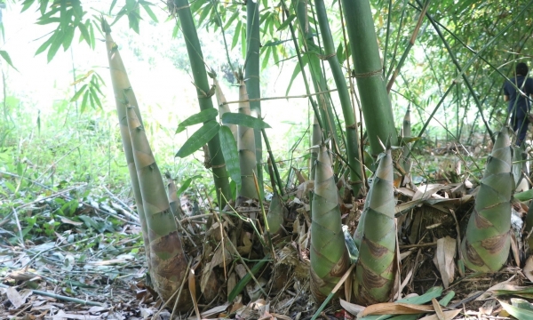 The 20-year journey of Bat Do bamboo shoot barn in Tran Yen